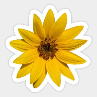 Filtered Sunflower Photographic Image Sticker